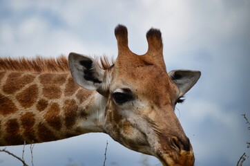 giraffe head in a awarnes position, safari in south africa. beautiful animal face, animal portrait