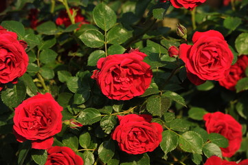 The gardens of Balchik. Red roses blooming in the beautiful gardens of Balchik, Bulgaria. Photo of the day.