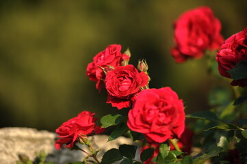 The gardens of Balchik. Red roses blooming in the beautiful gardens of Balchik, Bulgaria. Photo of the day.