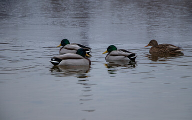 ducks in the lake