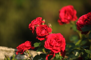The gardens of Balchik. Red roses blooming in the beautiful gardens of Balchik, Bulgaria. Photo of the day.