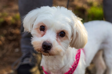 A portrait of a  Bichon Maltese dog with brown eyes, on a blurred background