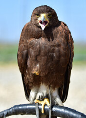 The field eagle, the bald eagle, while resting. day photo.