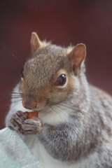 squirrel eating nut