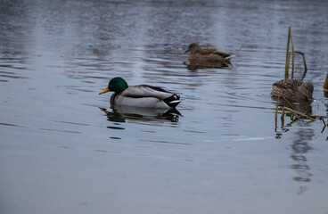 ducks on the lake