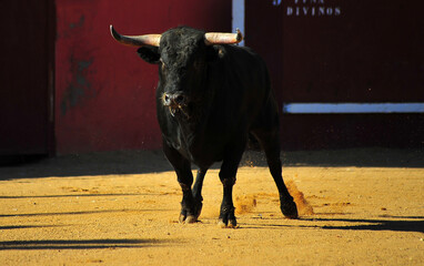 toro bravo español