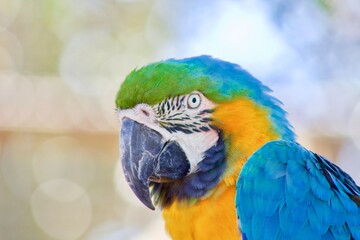 blue and yellow macaw