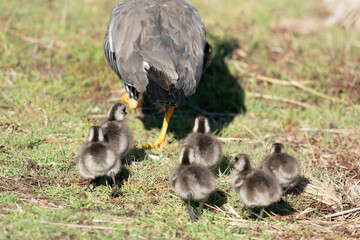 The Upland goose or Magellan goose (Chloephaga picta)