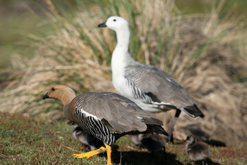 The Upland goose or Magellan goose (Chloephaga picta)
