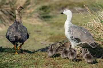 The Upland goose or Magellan goose (Chloephaga picta)