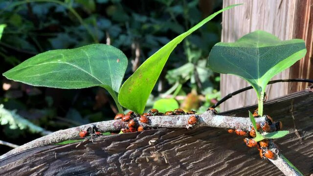 4K HD video zooming in on many ladybugs resting and crawling on branch with leaves over a fence. Considered useful insects, because they prey on aphids or scale bugs, which are agricultural pests.
