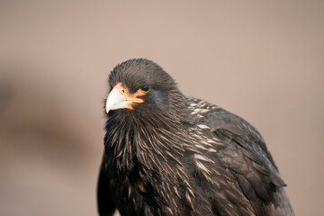 The striated caracara (Phalcoboenus australis)