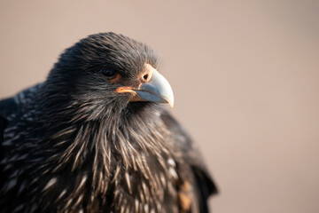The striated caracara (Phalcoboenus australis)