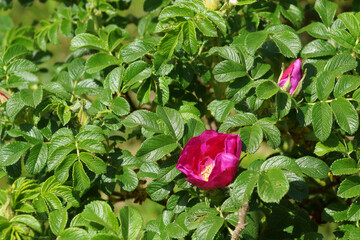 rosehip flowers on a background of young green leaves