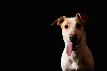 Fototapeta na wymiar jack russell puppy on a black background
