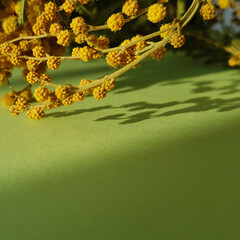Fototapeta premium mimosa on a light background. spring festive flower for women's holiday