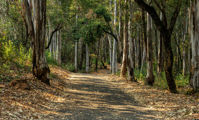 A landscape view of forest trails winding through tall eucalyptus trees.