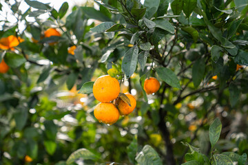 Ripe Mandarins hanging from the tree with dewdrops on fruits