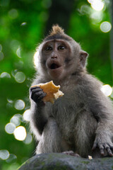 Sacred Monkey Forest Ubud. Animal/wildlife concept. View of the adult macaque monkey in Bali Indonesia. Tourist popular attraction/destination.