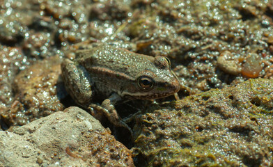 green little toad in natural condition near swamp