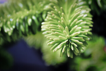 Closeup of the needle tips on a fir tree