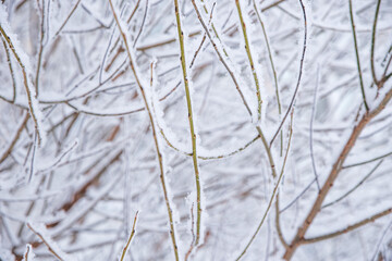 Branches of trees in snow and hoarfrost, winter background. Winter forest. 