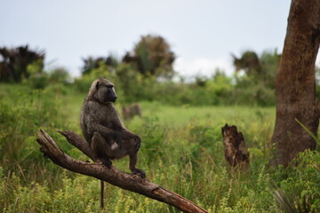 Monkey chilling comfortably in a tree, monkey enjoying the view over the savanna, safari in uganda