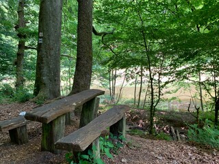 Naklejka premium bench in the forest