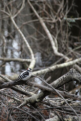 Downy woodpecker