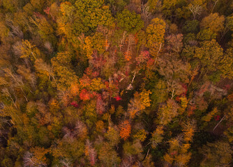 red and yellow leaves