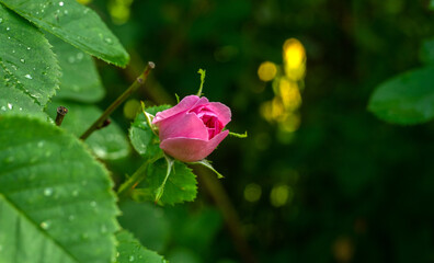 A rosebud on a bush in the park, a flower with sharp needles