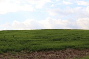 green field and sky