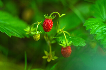 Red strawberries on a green bush in the forest.
