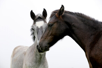 Fototapeta na wymiar two horses in love