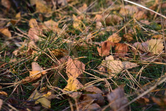 autumn ground in the forest with leaves