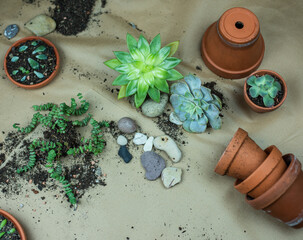 Urban Jungle - Zimmerpflanzen - Sukkulenten, Echeveria pflegen, umtopfen, vermehren -...