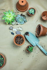 Urban Jungle - Zimmerpflanzen - Sukkulenten, Echeveria pflegen, umtopfen, vermehren - Interieurtrend Topfpflanzen