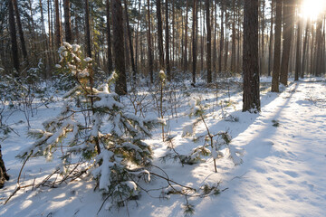 młode sosny zwyczajne Pinus silvestris, pokryte śniegiem, zima w lesie - obrazy, fototapety, plakaty