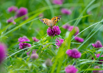 butterfly on a flower. beautiful lady butterfly Vanessa cardui, red clover, close-up. orange-black...