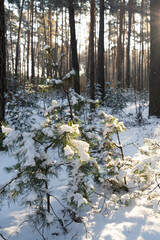 Sosny pokryte śniegiem w lesie, zima - obrazy, fototapety, plakaty