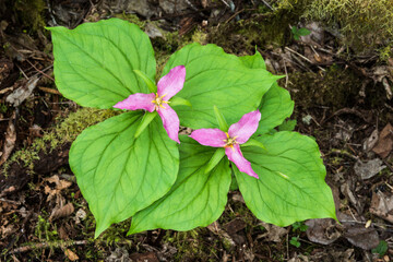 Pair of western white trillium in the pink flower phase