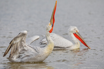 Dalmatian pelican in Kerkini Lake in northern Greece