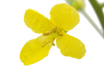 Yelliw flowers of cabbage, isolated on white background