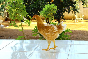 yellow chicken ın the garden