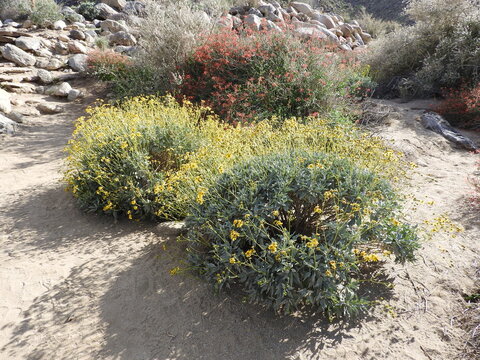 Brittlebush and California fuchsia growing in the sands of the Anza-Borrego Desert State Park, Borrego Springs, California.
