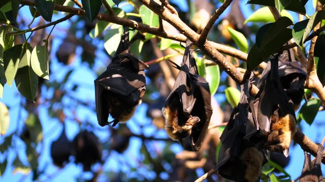Australian bats on a tree hanging upside down 