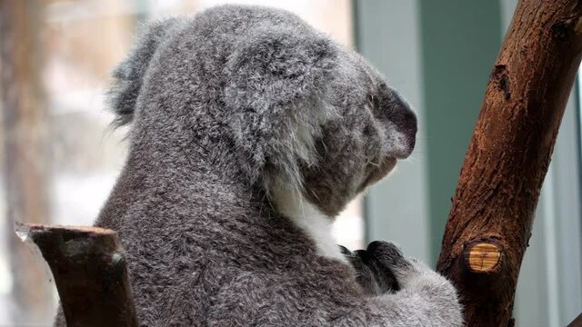 The koala or, inaccurately, koala bear (Phascolarctos cinereus) is an arboreal herbivorous marsupial native to Australia