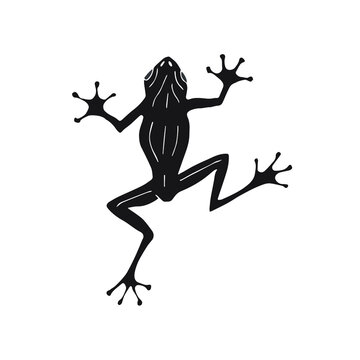 Vector hand drawn doodle sketch black frog isolated on white background