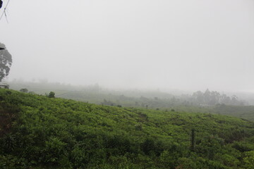 Naklejka premium Tea garden shrouded in mist. Green tea garden in the mountain area. Tea gardens in Indonesia