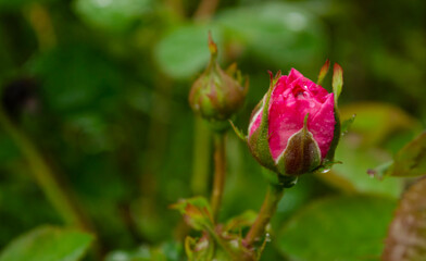 Coral rose flower in roses garden. Soft focus.Pink rose flower in roses garden with raindrops. Beautiful pink rose in a garden.